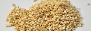graines de quinoa germé cru biologique raw organic quinoa sprouted seeds