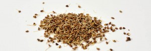 graines germées cru bio raw organic alfalfa